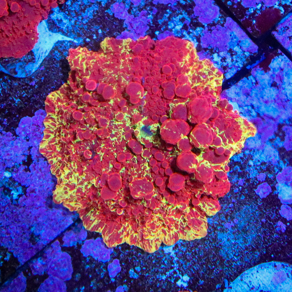 Mythical Corals Bounce Electus Mushroom