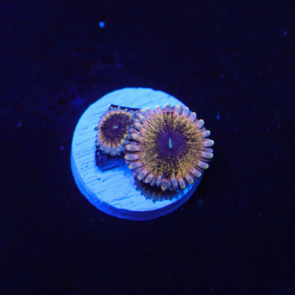 Solar Circus Zoanthid