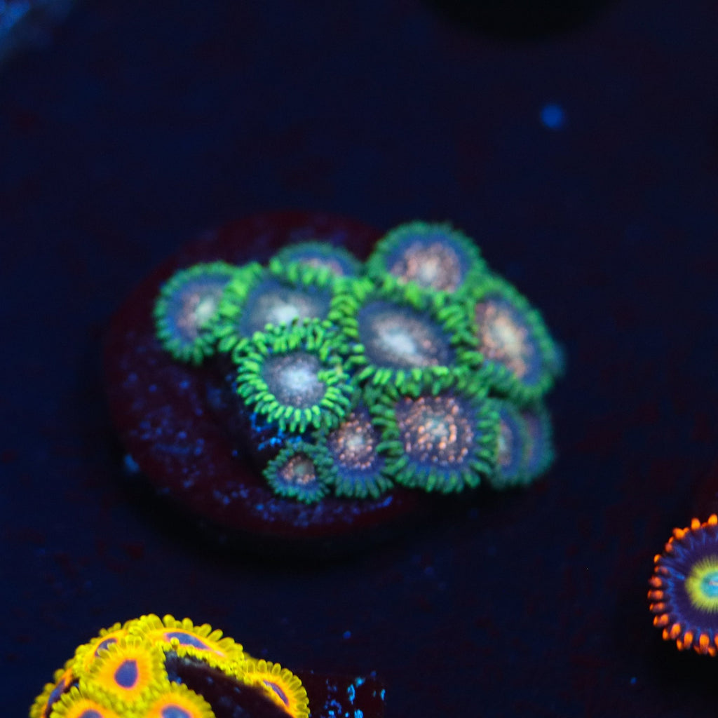 Cosmic Combustion Zoa