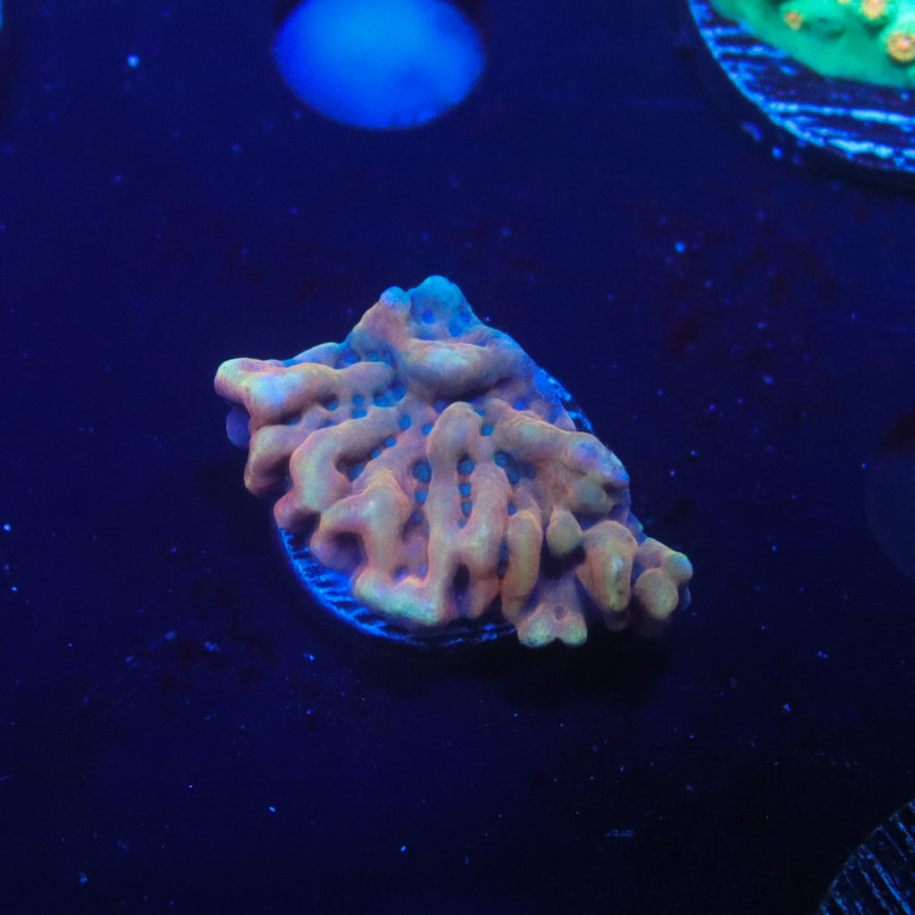 RR Crazy T Montipora