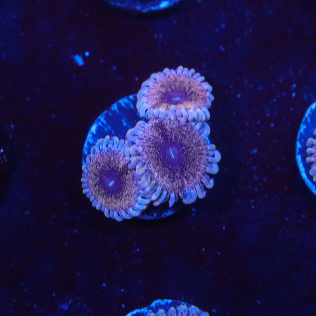 Solar Circus Zoanthid