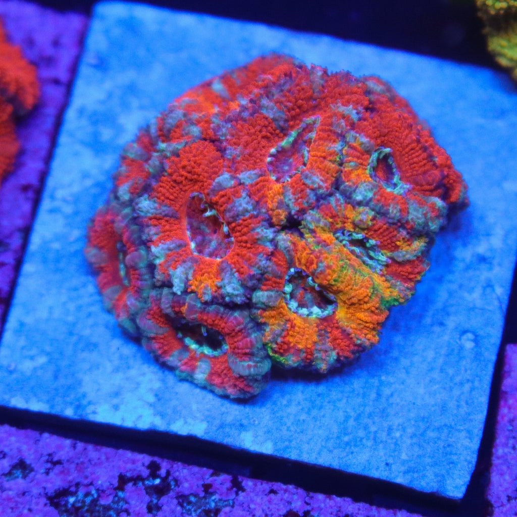 GB Jawbreaker Acan