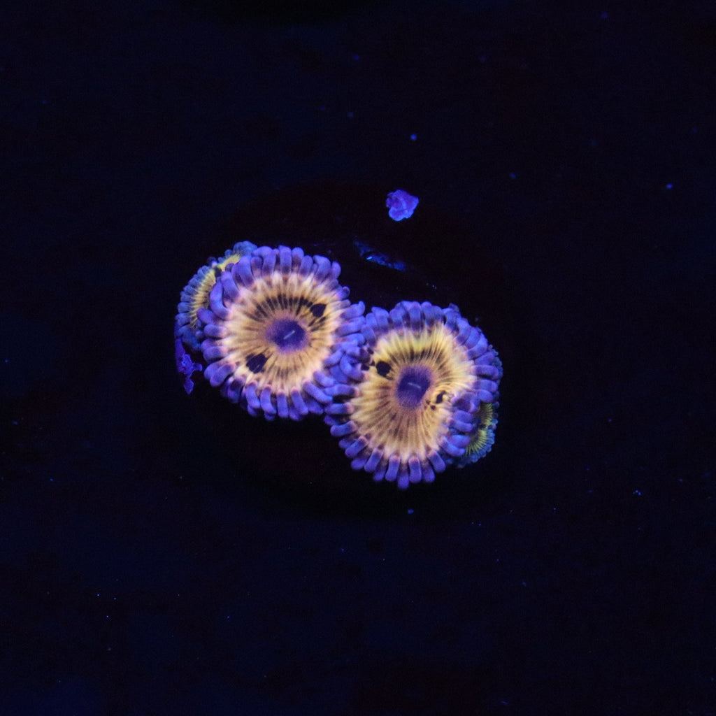 Stratocaster Zoanthid