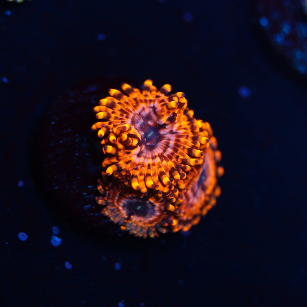 Utter Chaos Zoa