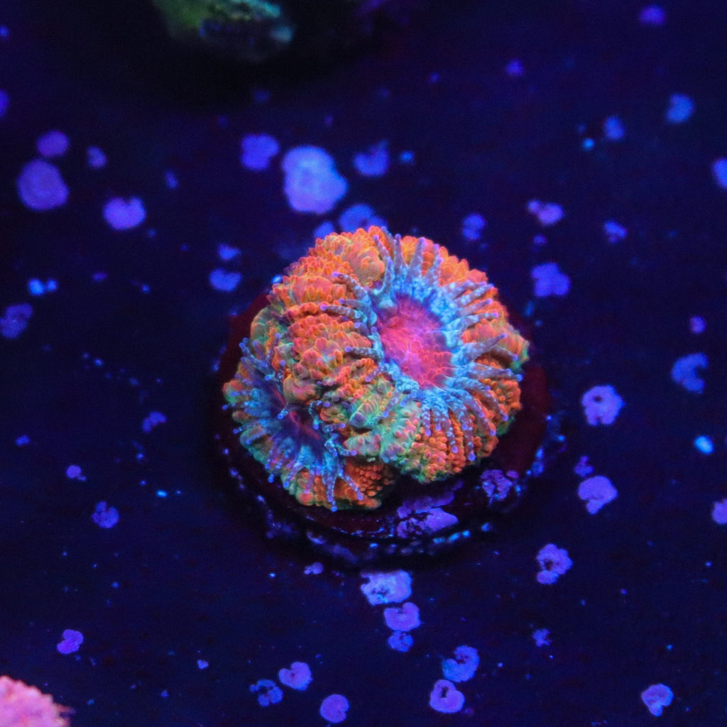 GB Jawbreaker Acan