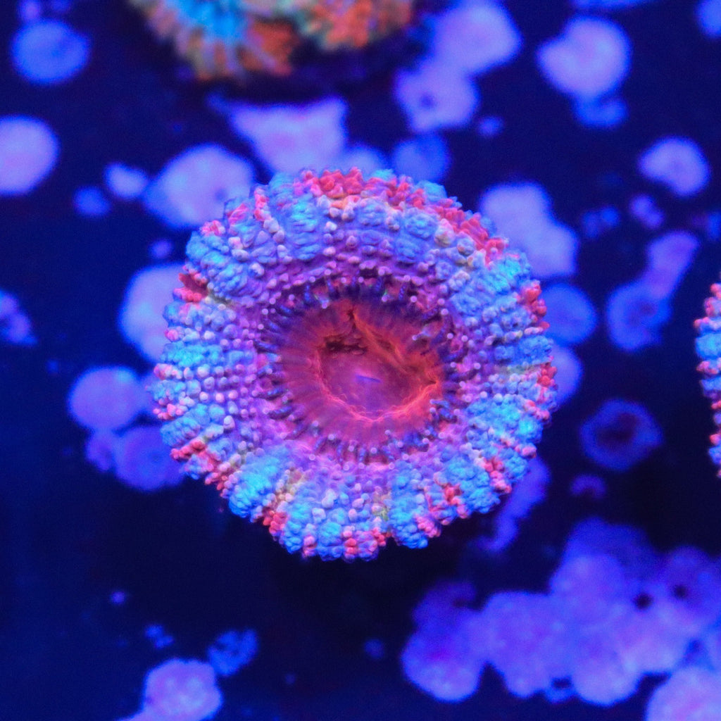 Ultra Rainbow Acan