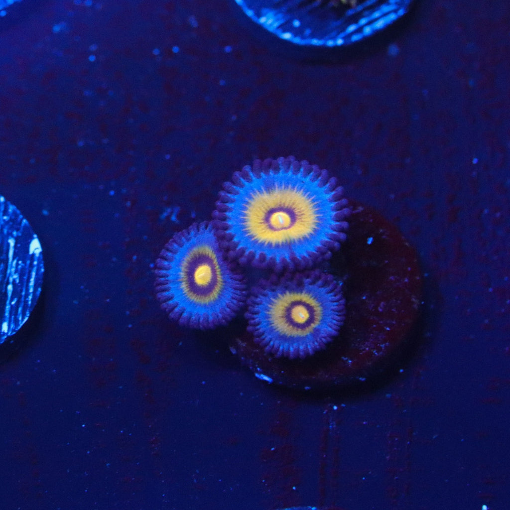 OG Wolverine Zoanthid