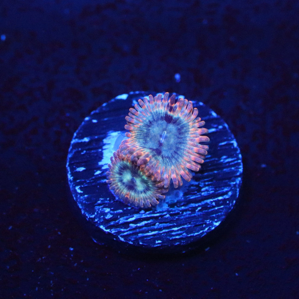 ECC Volcanic War Zoanthid