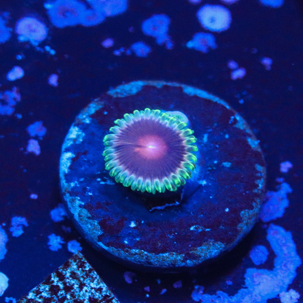 WWC Lucky Kentucky Zoa