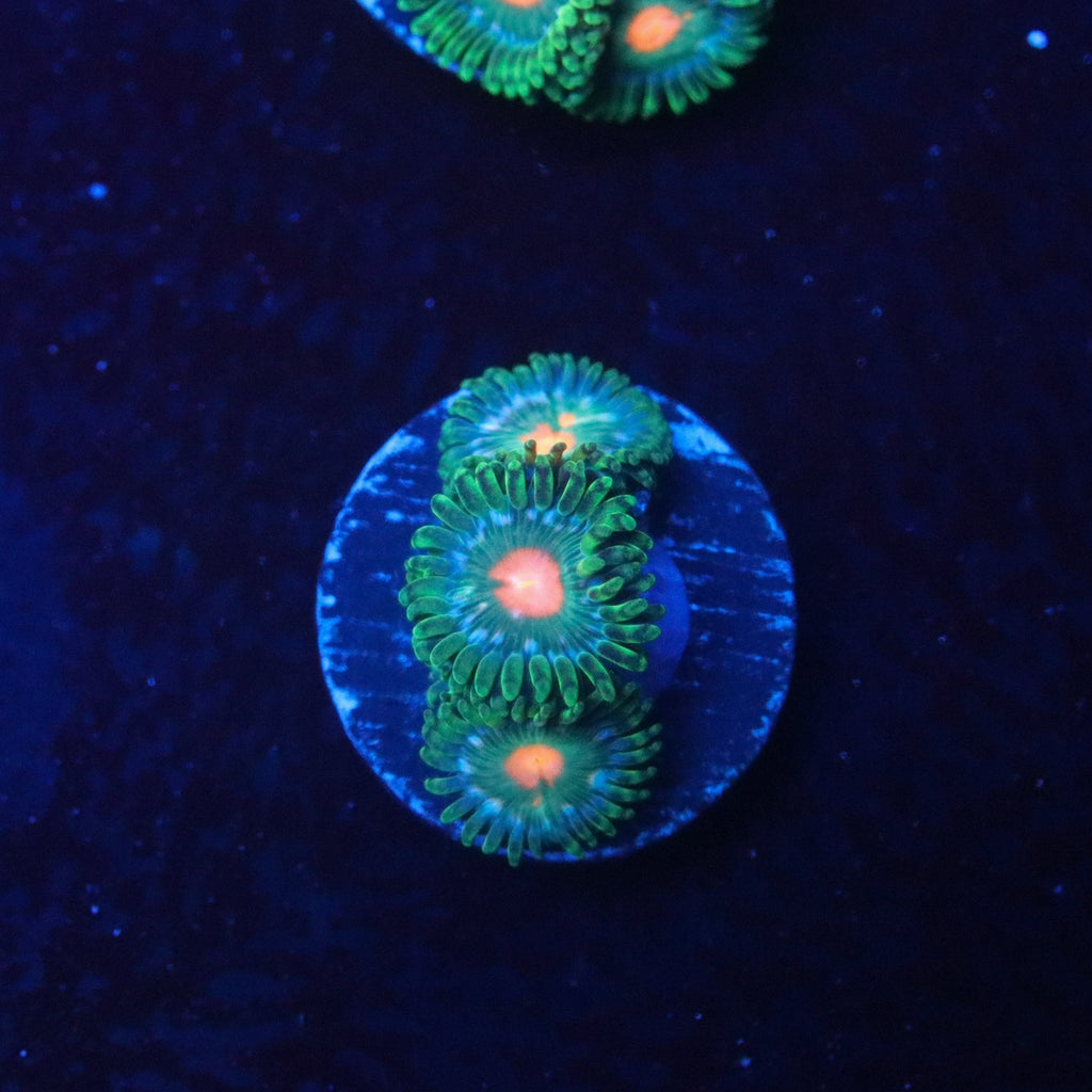 TSA Hurricane Zoa