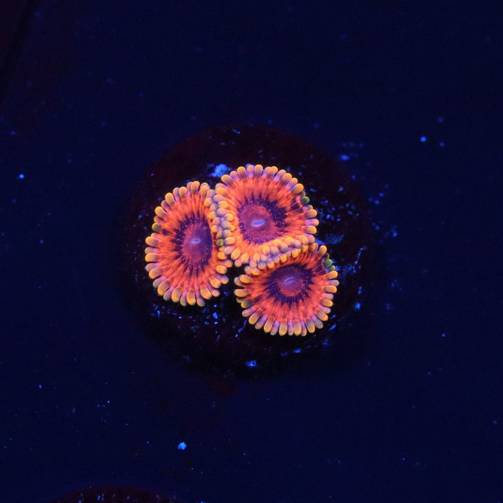 Burning Ember Zoanthids
