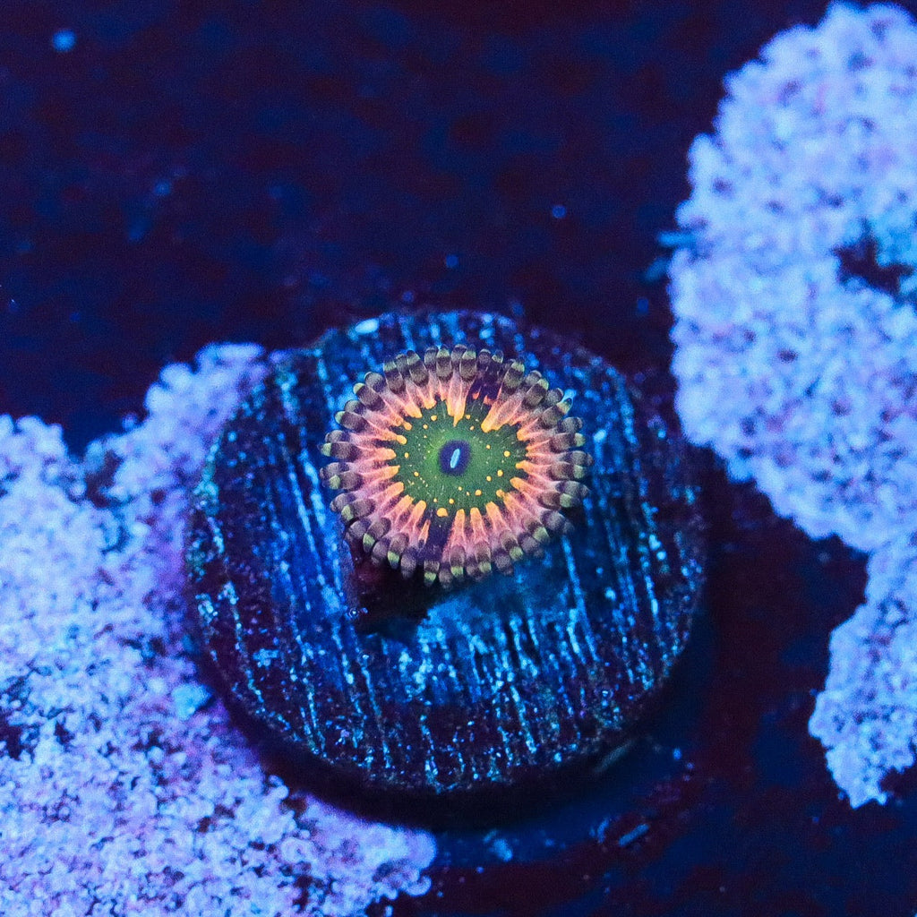 ck monsters CK Monsters Inc. Zoa