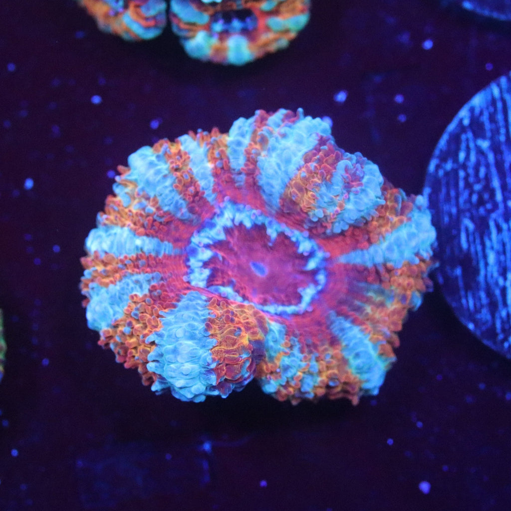 Tangerine Dream Acan Lord